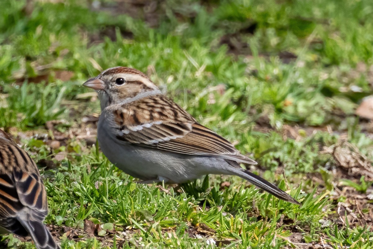 Chipping Sparrow - ML651489631