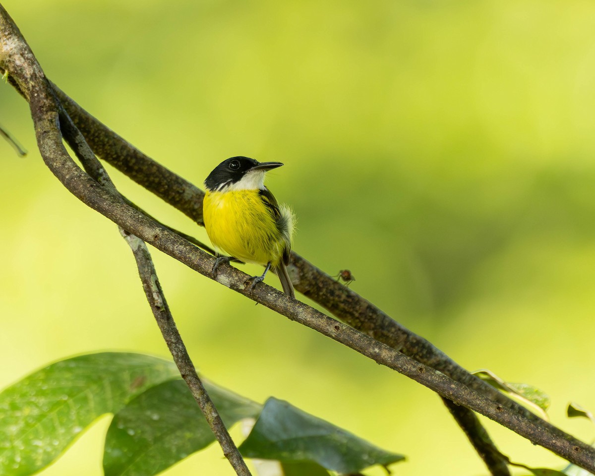 Black-headed Tody-Flycatcher - ML651489648