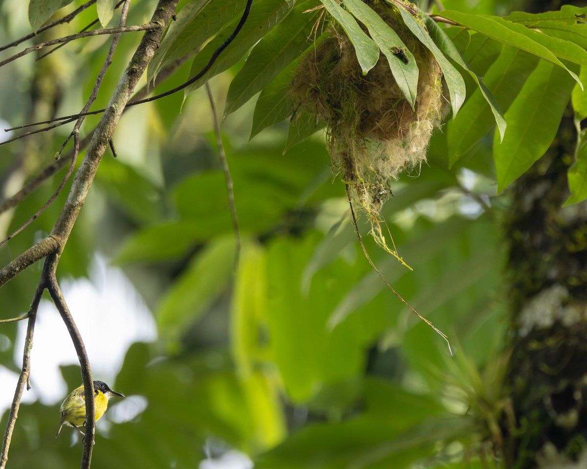 Black-headed Tody-Flycatcher - ML651489649