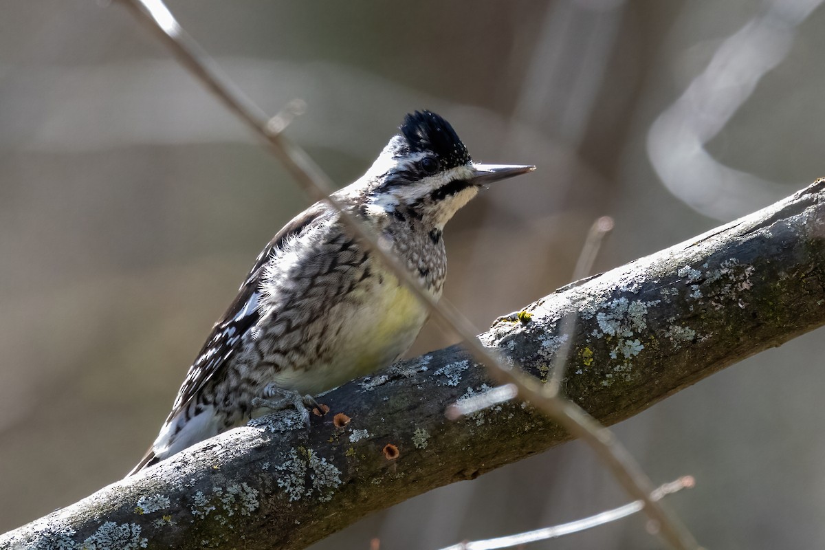 Yellow-bellied Sapsucker - ML651489691