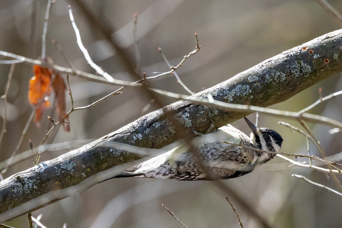 Yellow-bellied Sapsucker - ML651489692