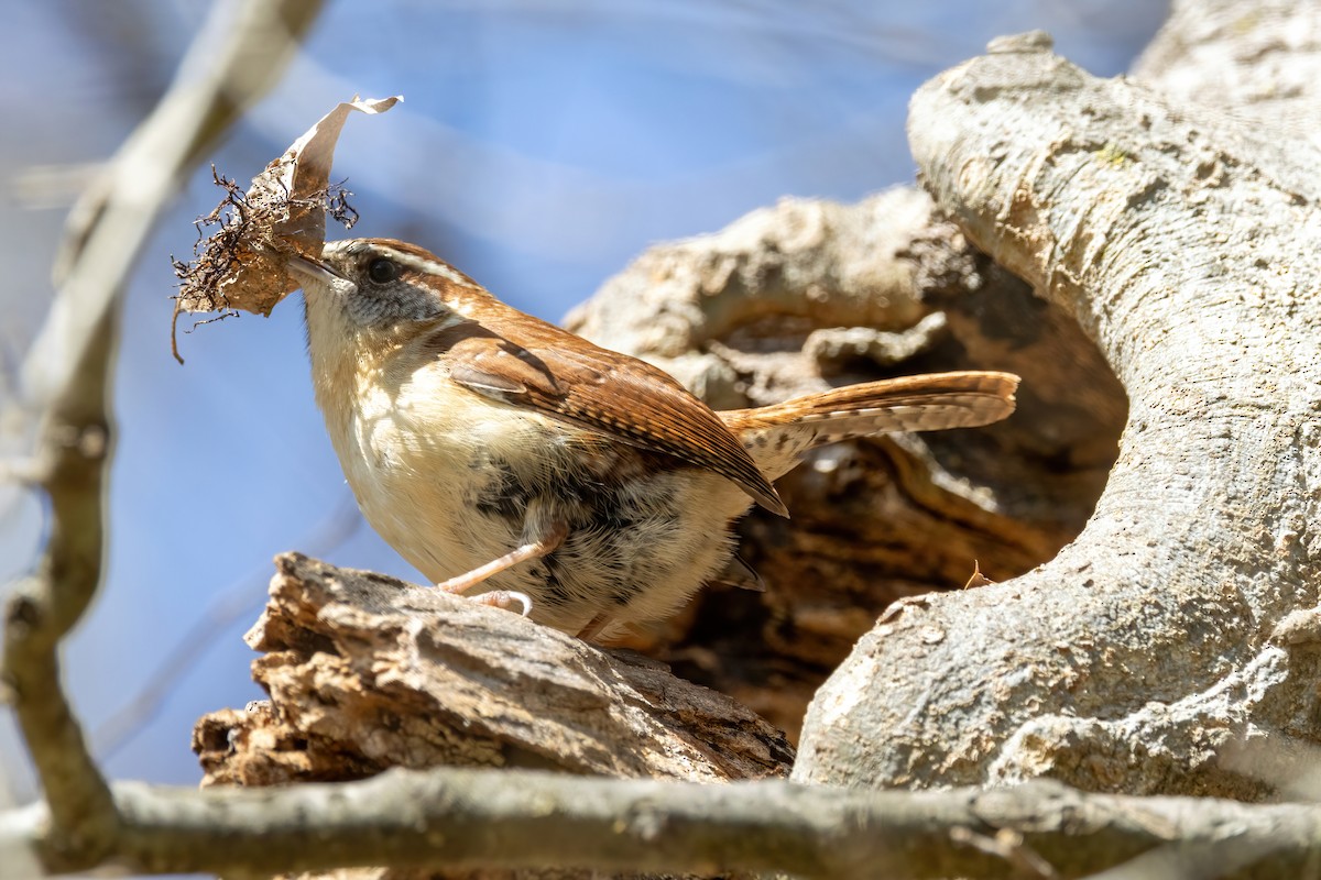 Carolina Wren - ML651489758