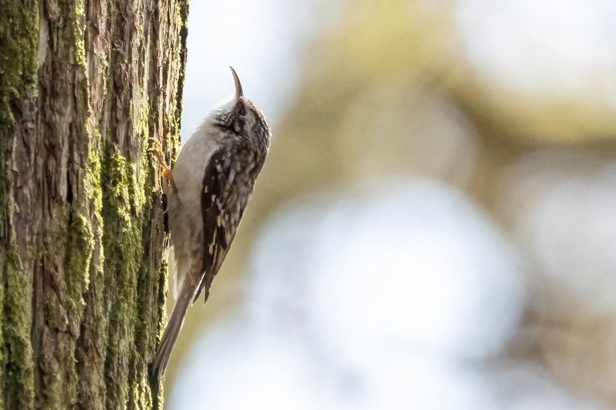 Brown Creeper - ML651489771