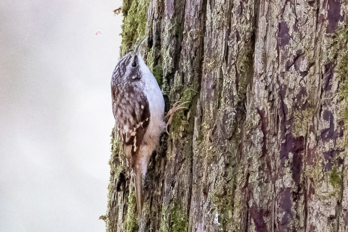 Brown Creeper - ML651489772