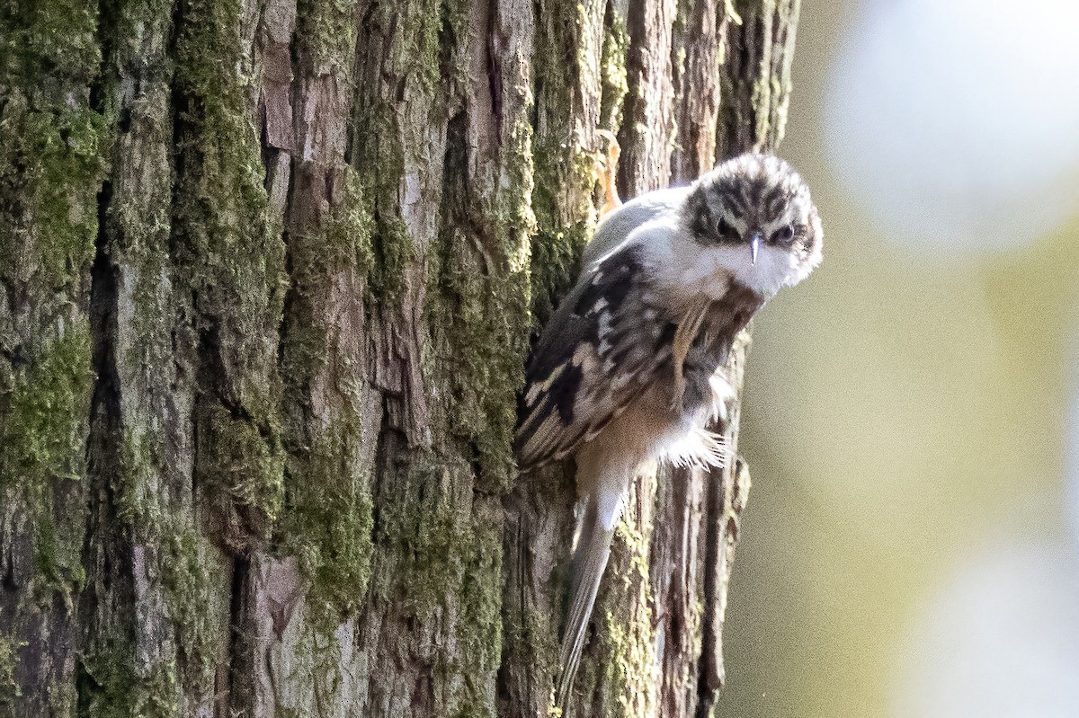 Brown Creeper - ML651489773