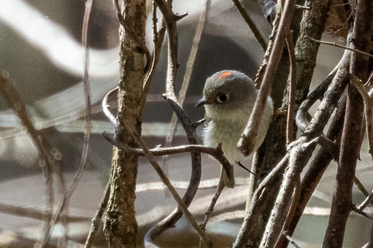 Ruby-crowned Kinglet - ML651489787