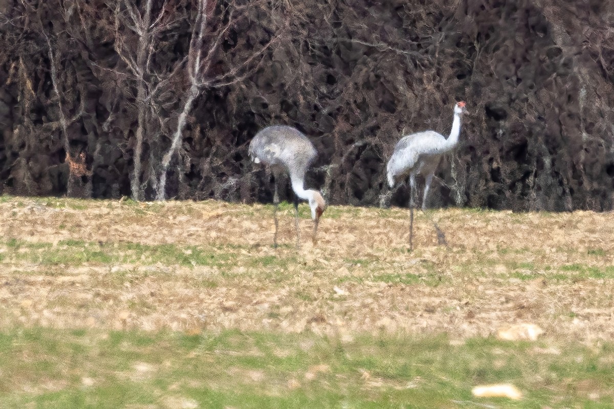Sandhill Crane - ML651489797