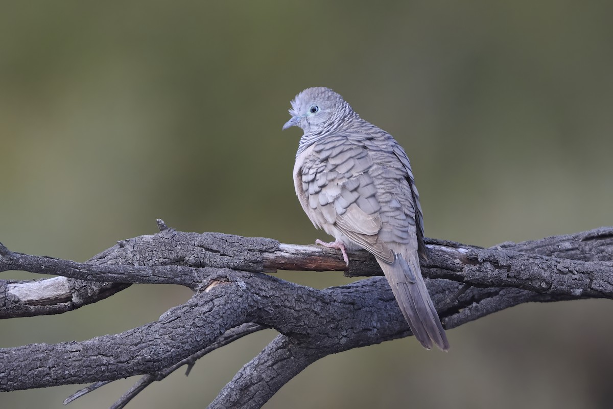 Géopélie placide - ML651489807