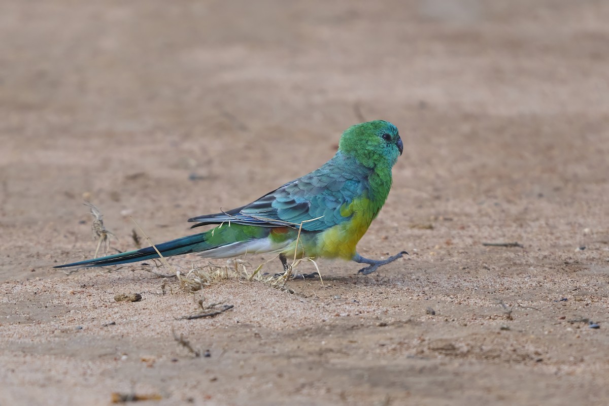 Perruche à croupion rouge - ML651489814