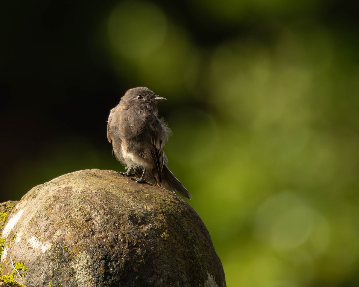 Black Phoebe - ML651489880