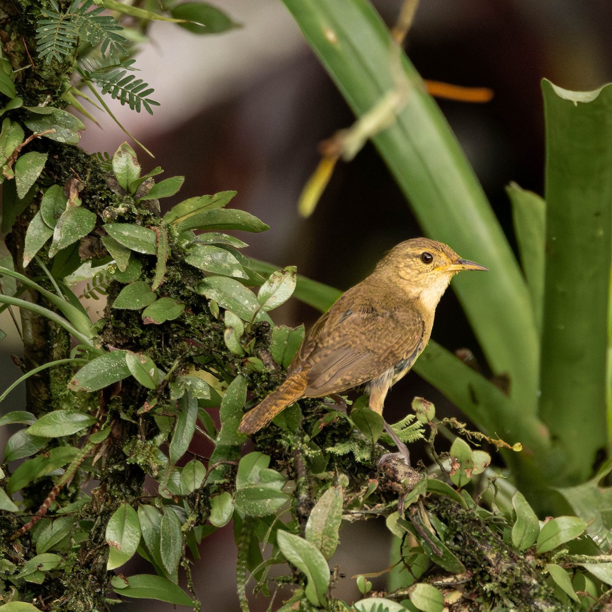 Southern House Wren - ML651489903