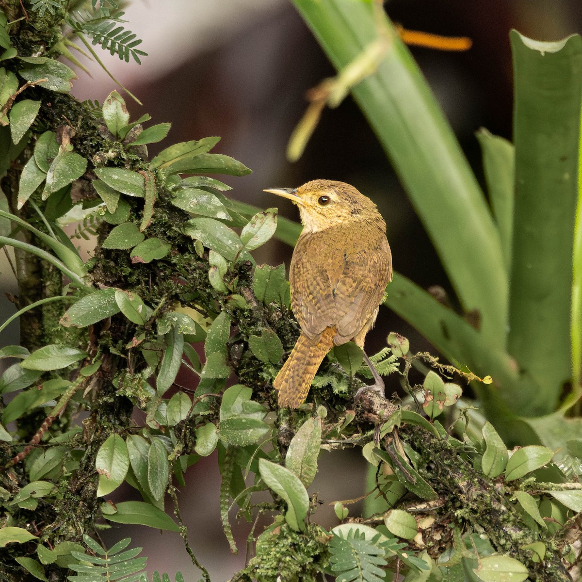 Southern House Wren - ML651489904