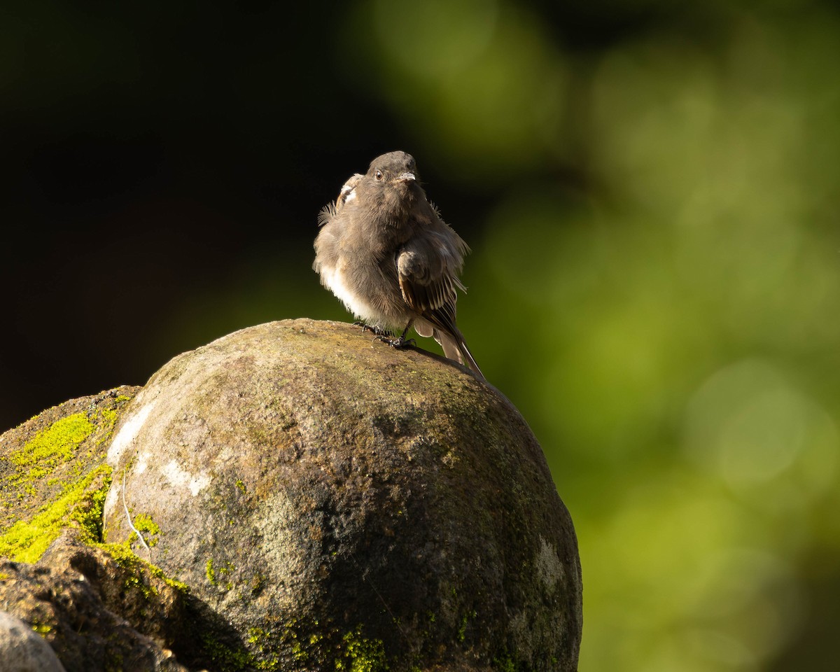 Black Phoebe - ML651489924