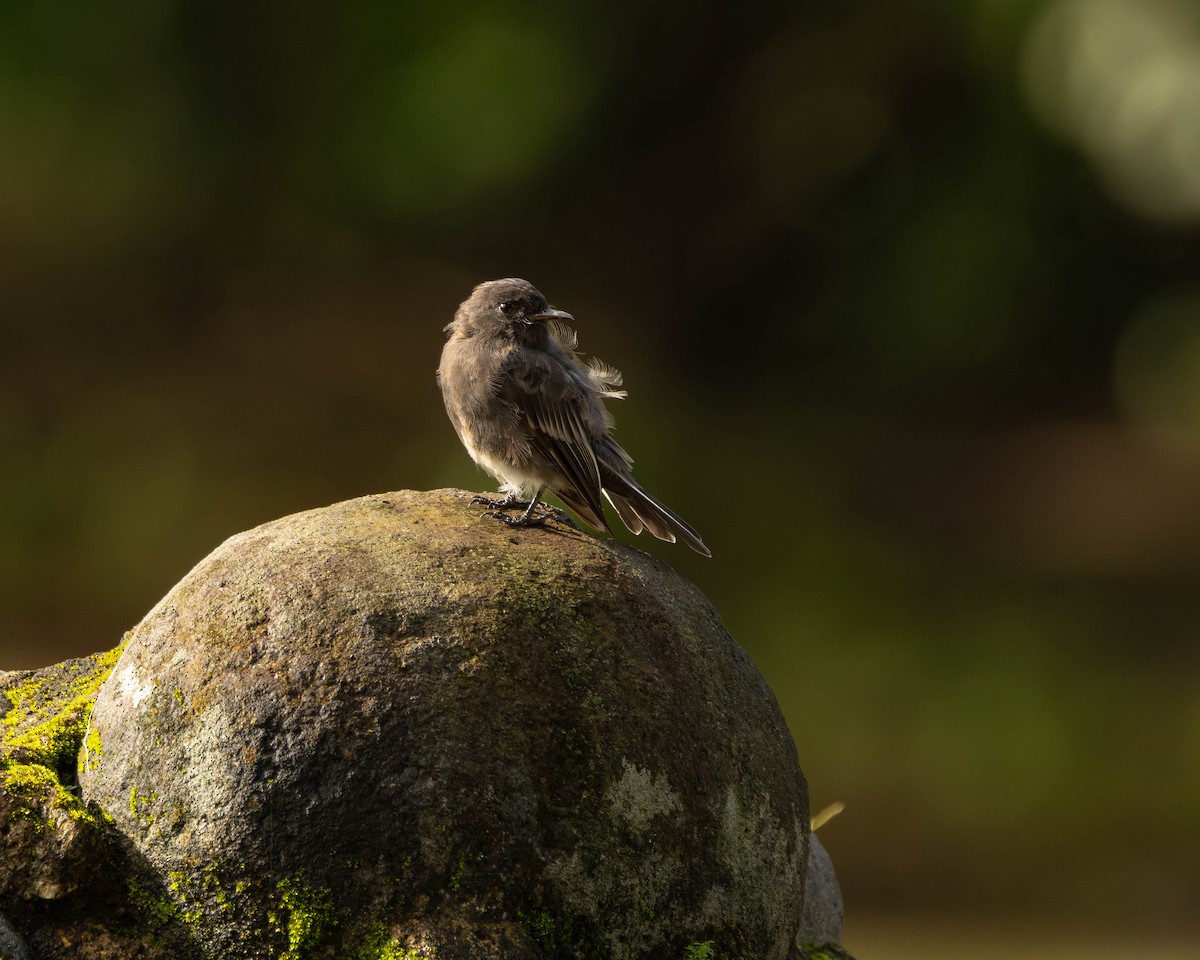 Black Phoebe - ML651489925