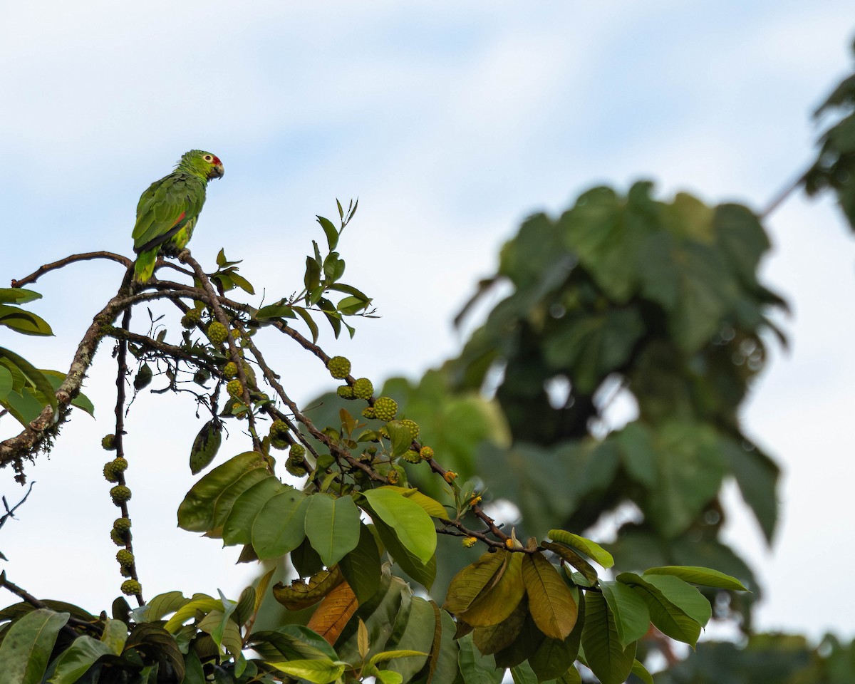 Red-lored Amazon - ML651489995