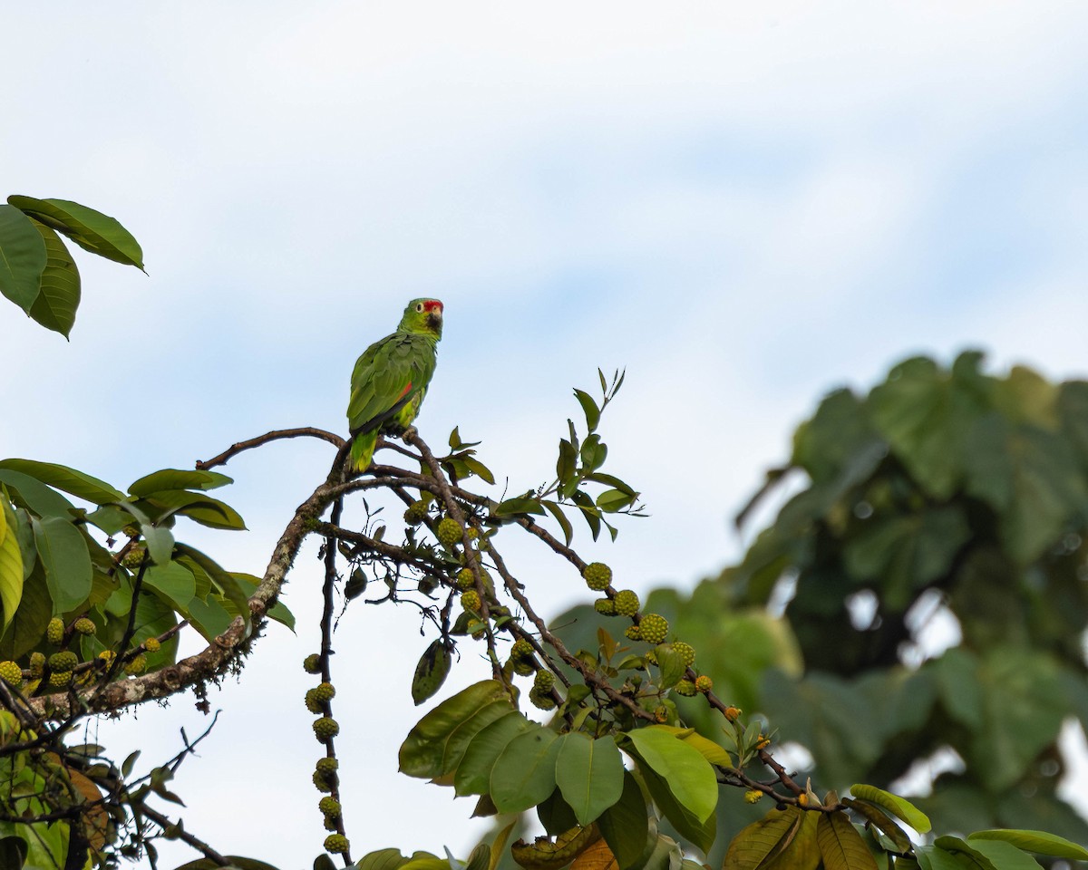 Red-lored Amazon - ML651489996