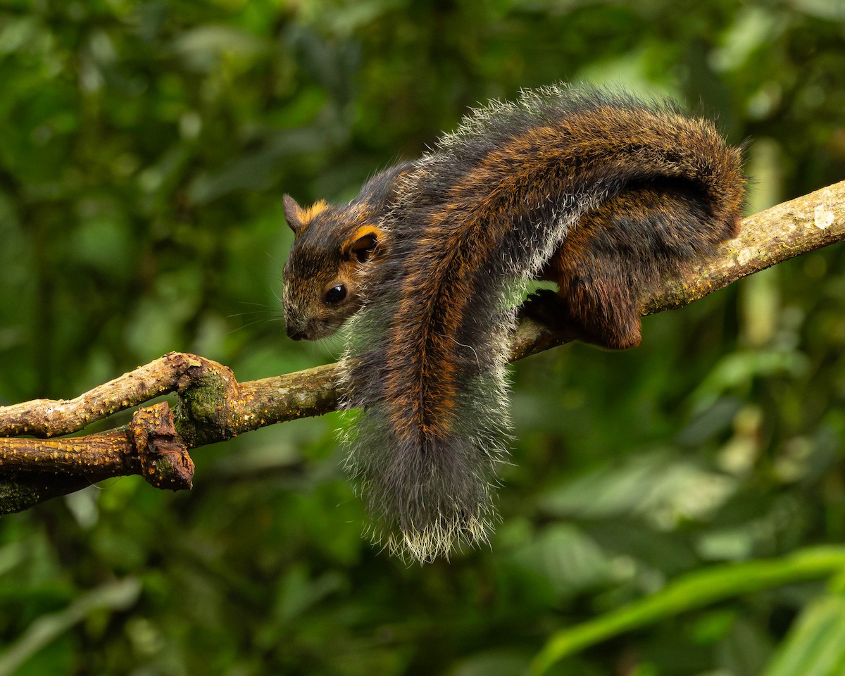 Tree Squirrels - ML651490315