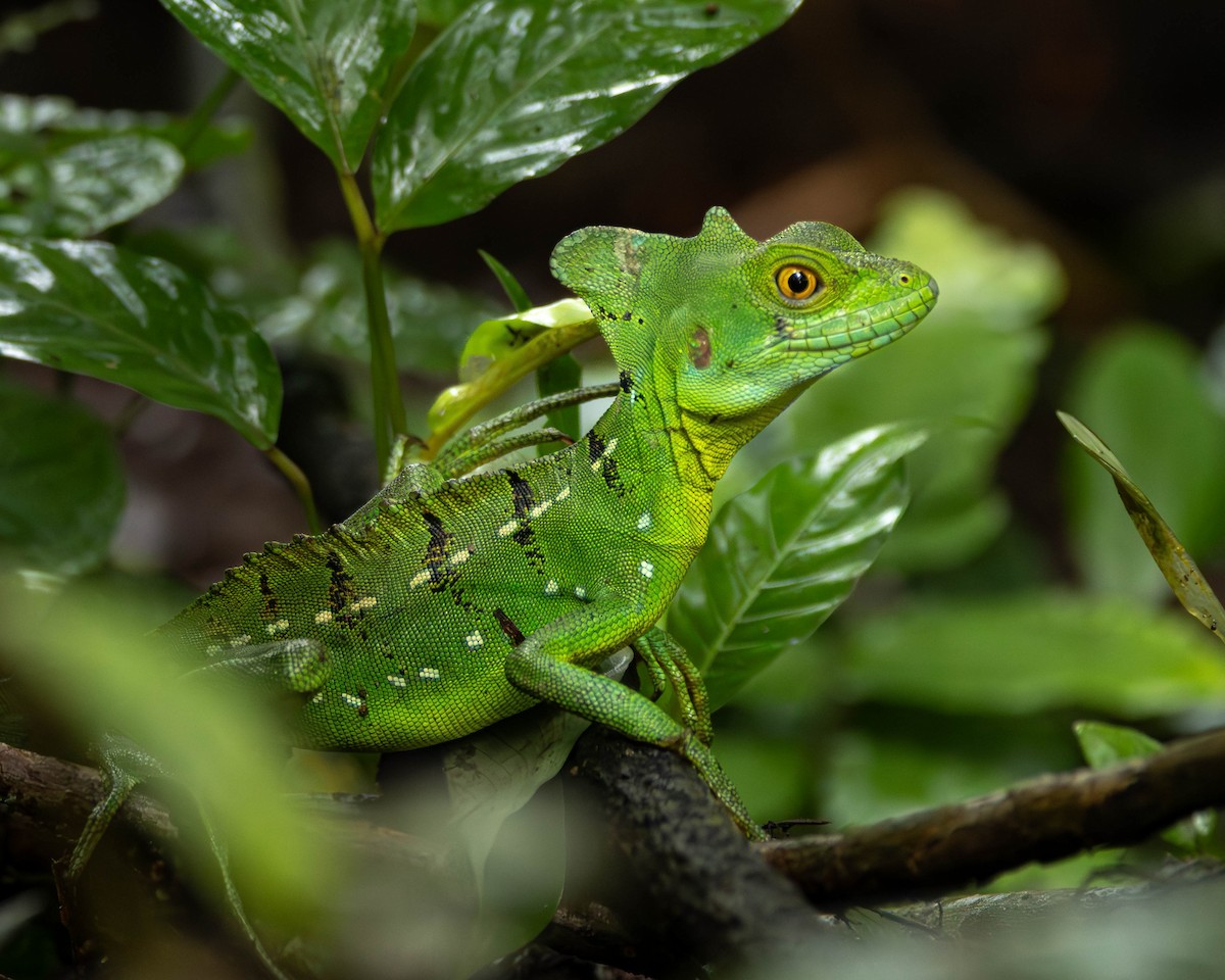 Green Basilisk - ML651490332