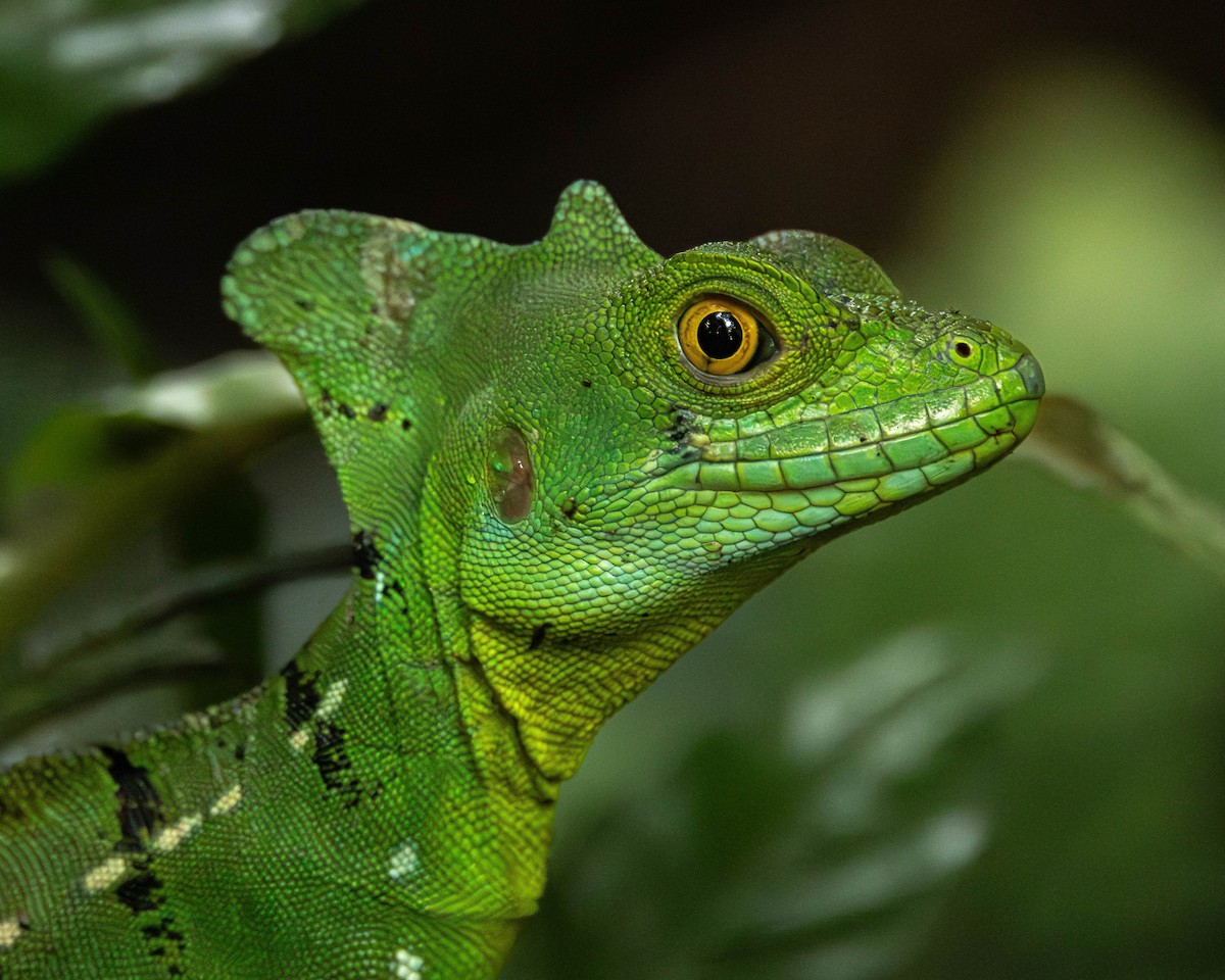 Green Basilisk - ML651490333