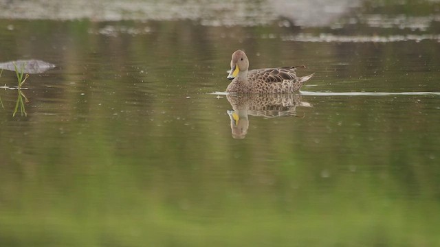Yellow-billed Pintail - ML651490806