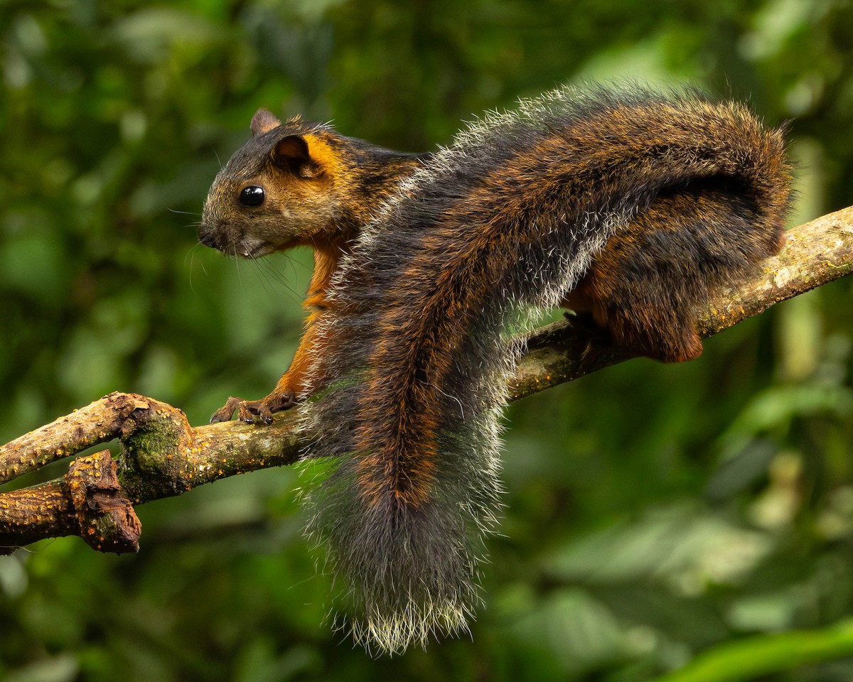 Tree Squirrels - ML651490870