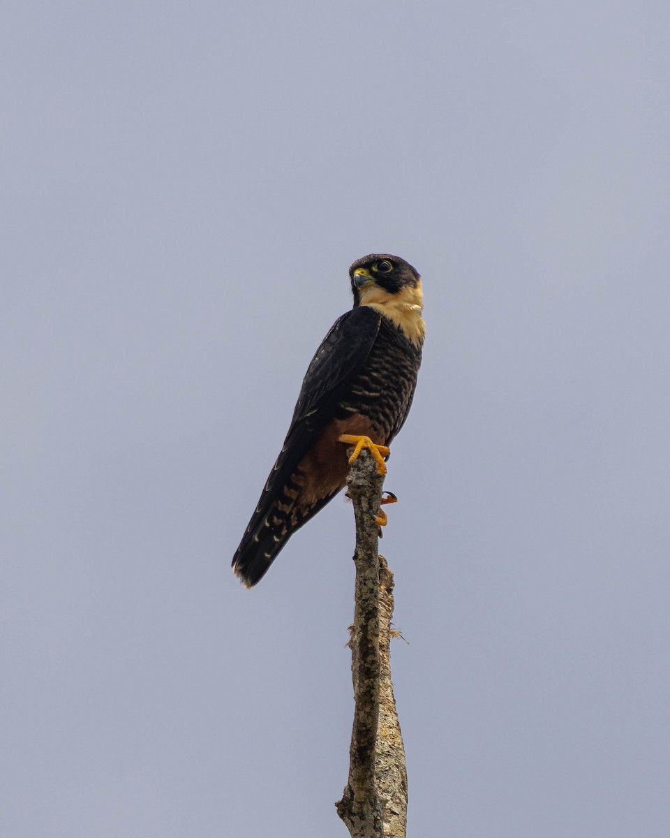 Bat Falcon - ML651491038