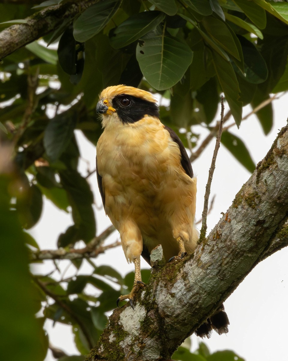 Laughing Falcon - ML651491083