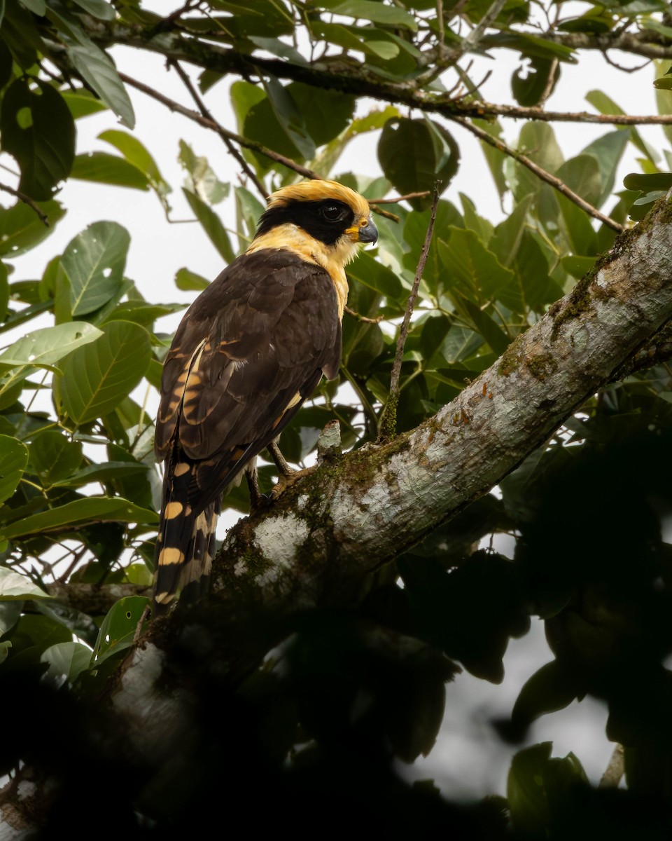 Laughing Falcon - ML651491084