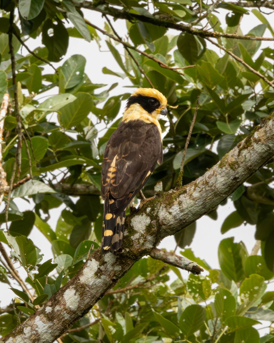 Laughing Falcon - ML651491085