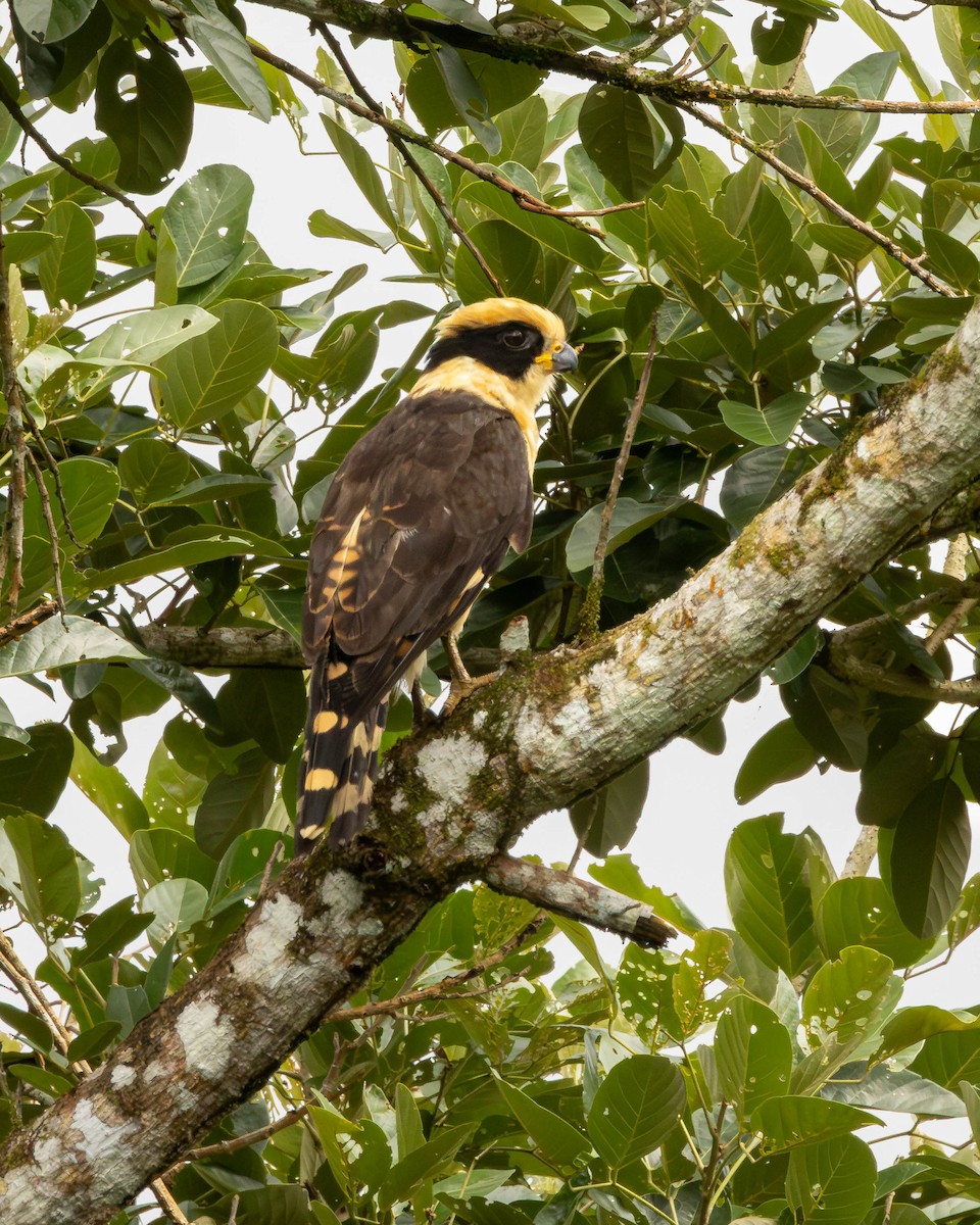 Laughing Falcon - ML651491086