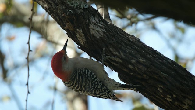 Red-bellied Woodpecker - ML651491178