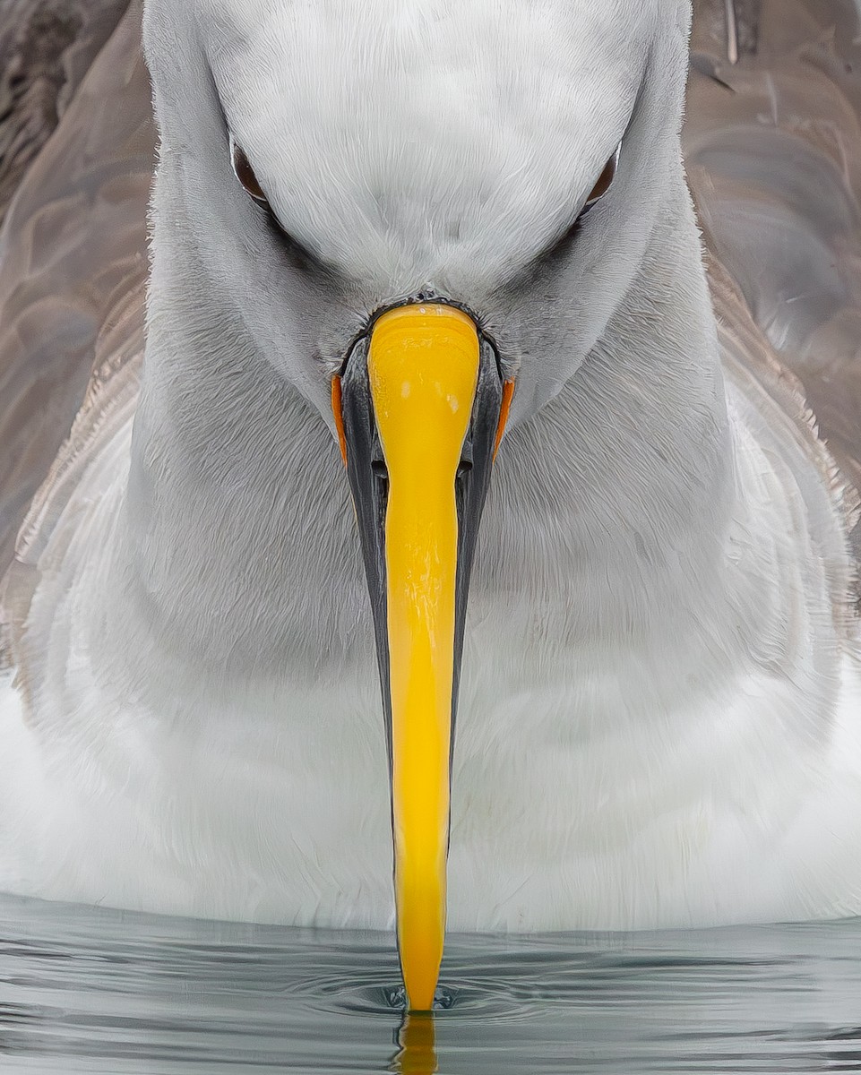 Buller's Albatross - ML651491180