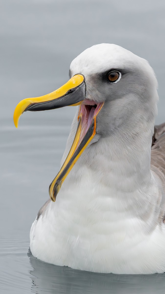 Buller's Albatross - ML651491181