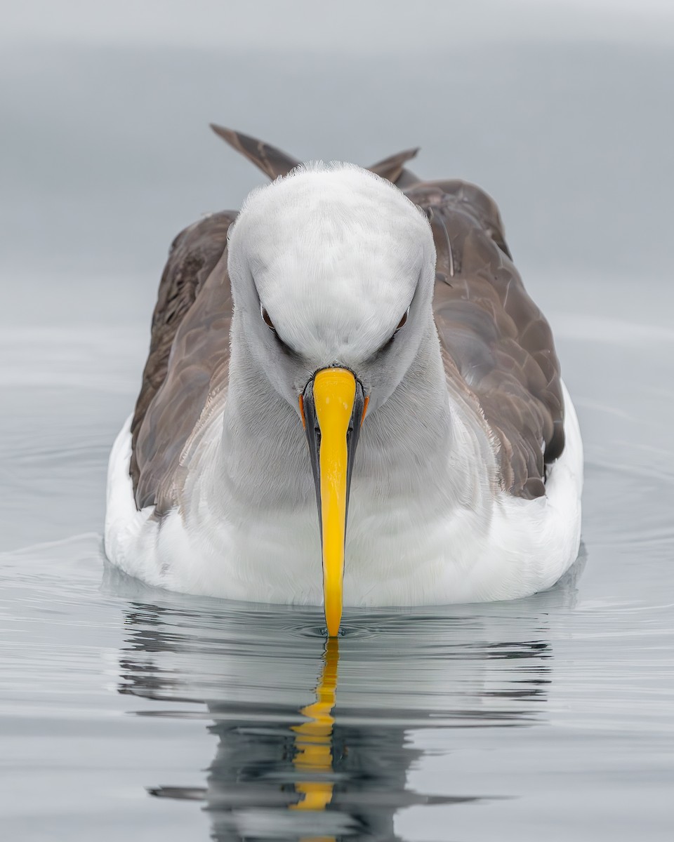 Buller's Albatross - ML651491182