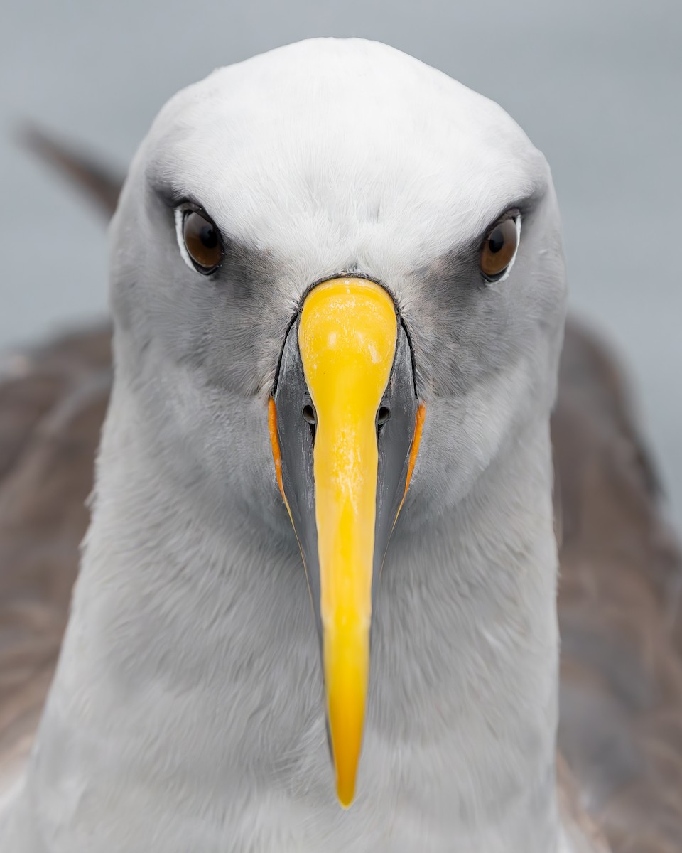 Buller's Albatross - ML651491183