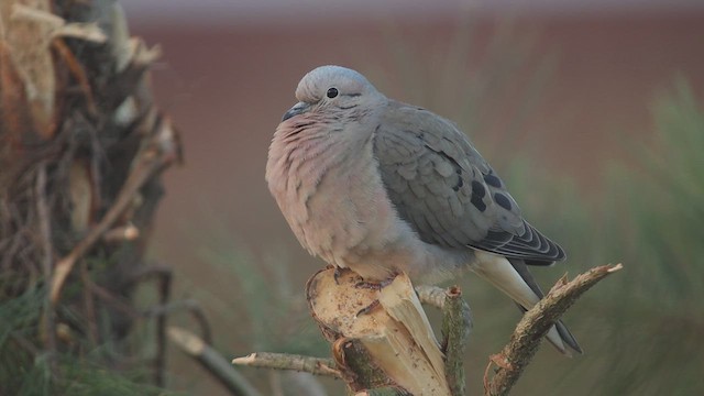 Eared Dove - ML651491214