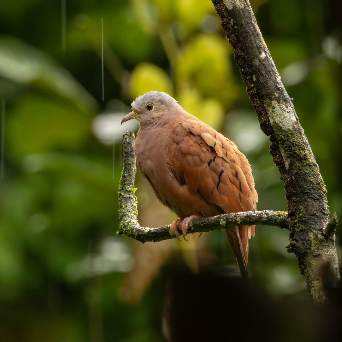 Ruddy Ground Dove - ML651491427