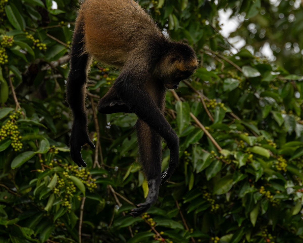 Central American Spider Monkey - ML651491549