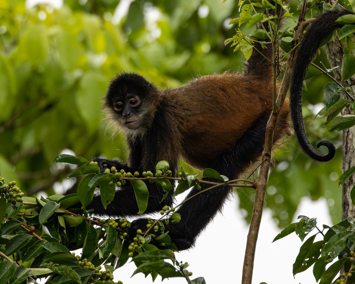 Central American Spider Monkey - ML651491550