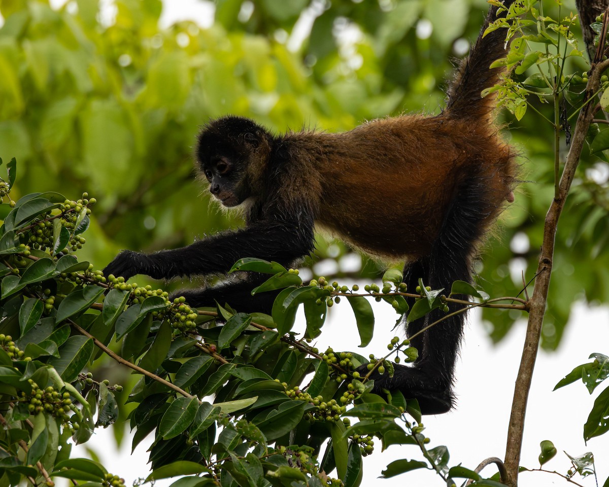 Central American Spider Monkey - ML651491551