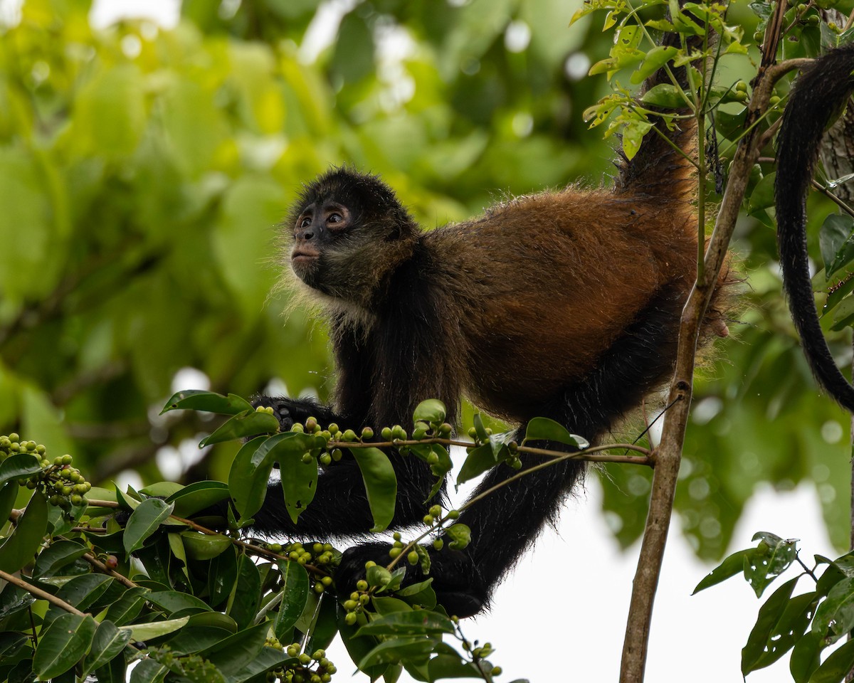 Central American Spider Monkey - ML651491552