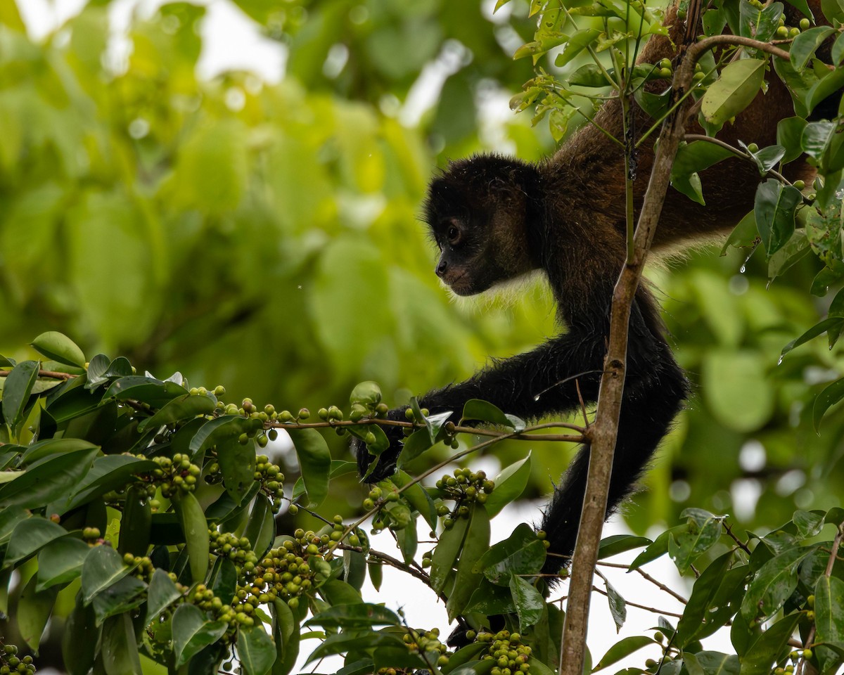 Central American Spider Monkey - ML651491553