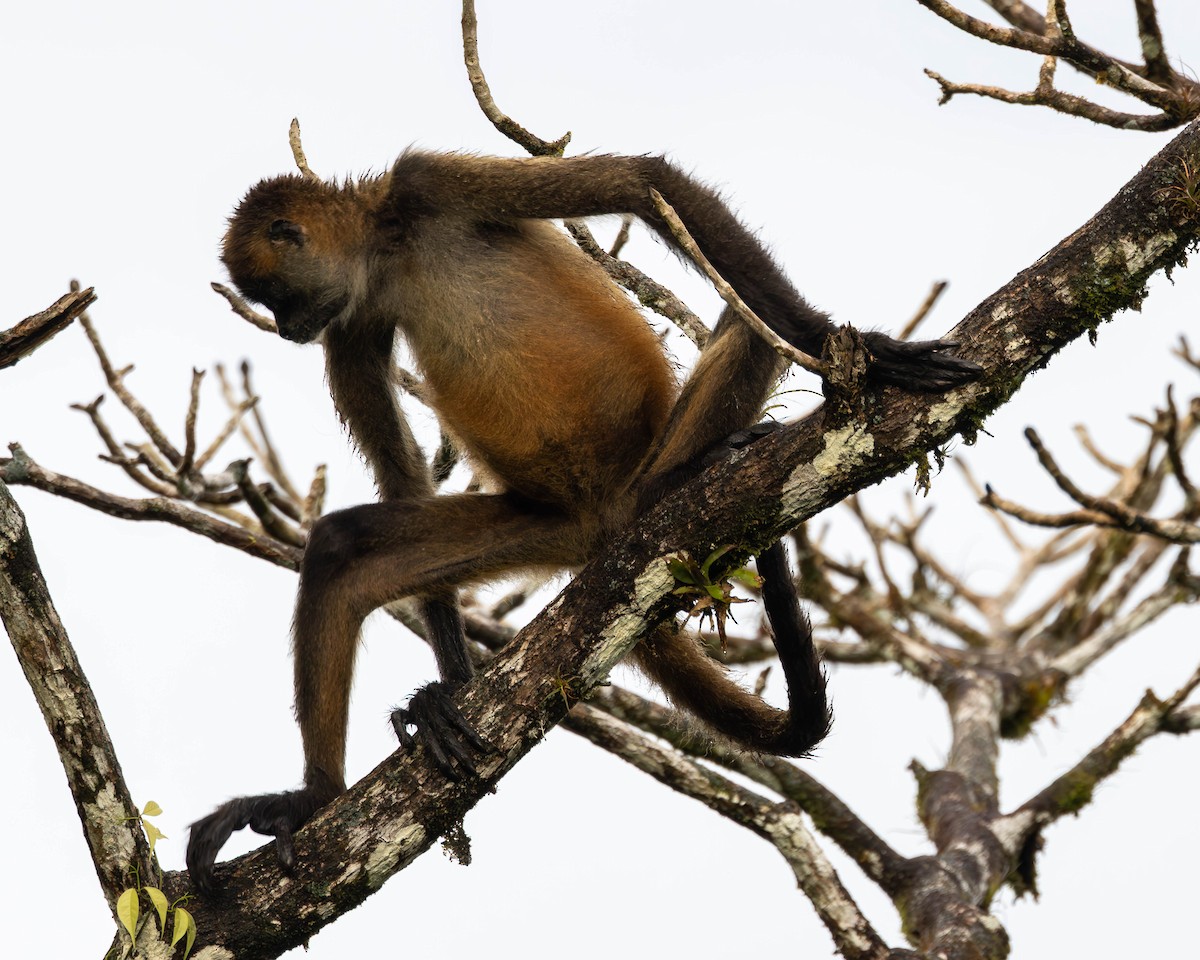 Central American Spider Monkey - ML651491554