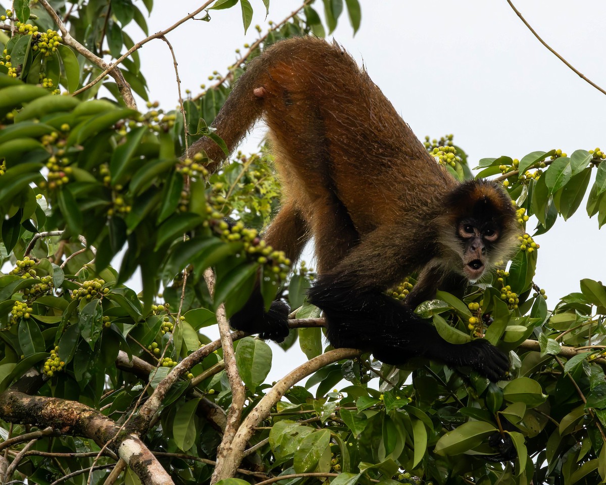 Central American Spider Monkey - ML651491556