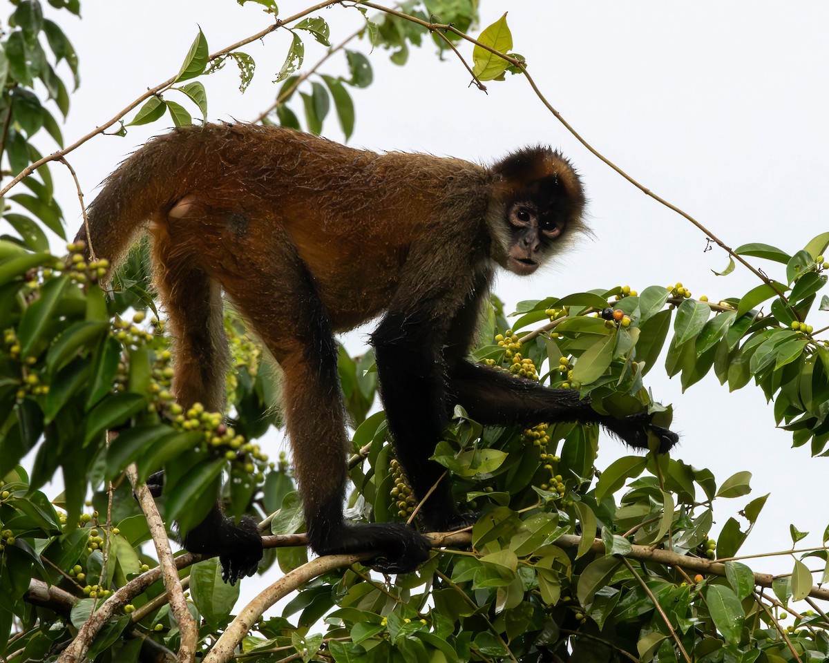 Central American Spider Monkey - ML651491557