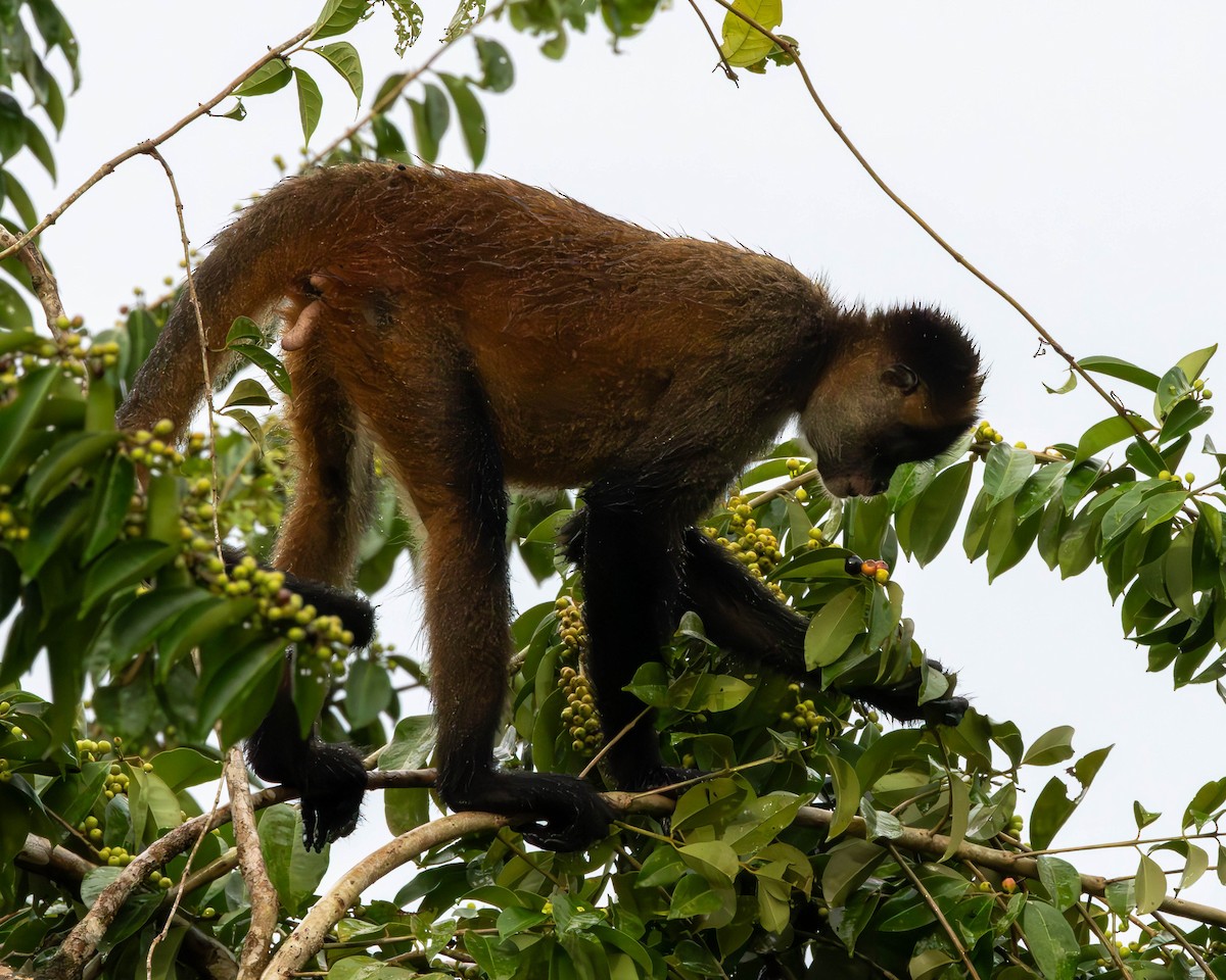 Central American Spider Monkey - ML651491558
