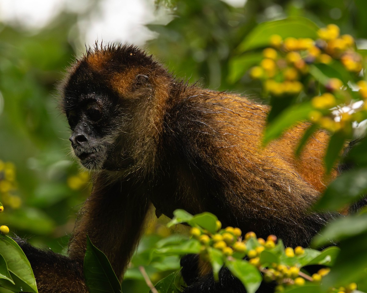 Central American Spider Monkey - ML651491559