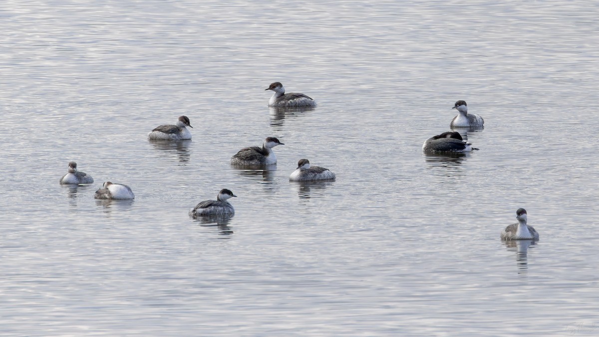 ミミカイツブリ - ML651491767