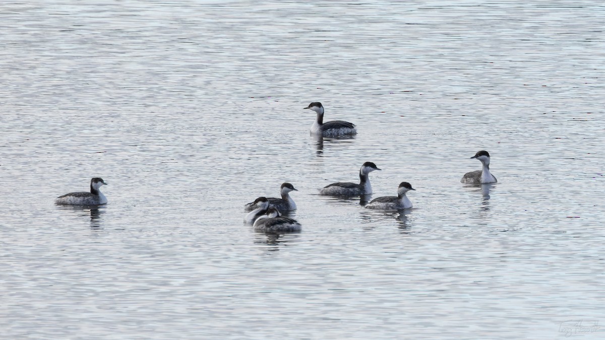 ミミカイツブリ - ML651491768