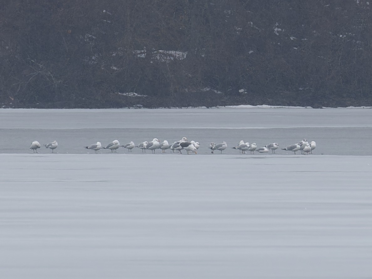 ニシセグロカモメ - ML651492219